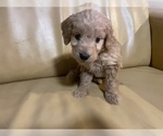 Small Photo #17 Goldendoodle (Miniature) Puppy For Sale in RALEIGH, NC, USA
