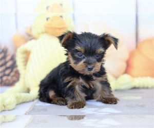Yorkshire Terrier Puppy for sale in ASHEVILLE, NC, USA