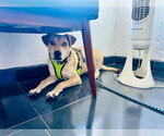 Small Photo #2 Aussiedor Puppy For Sale in Escondido, CA, USA