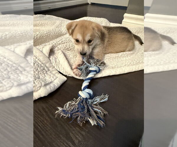 Medium Photo #1 Akita-Siberian Husky Mix Puppy For Sale in Banning, CA, USA