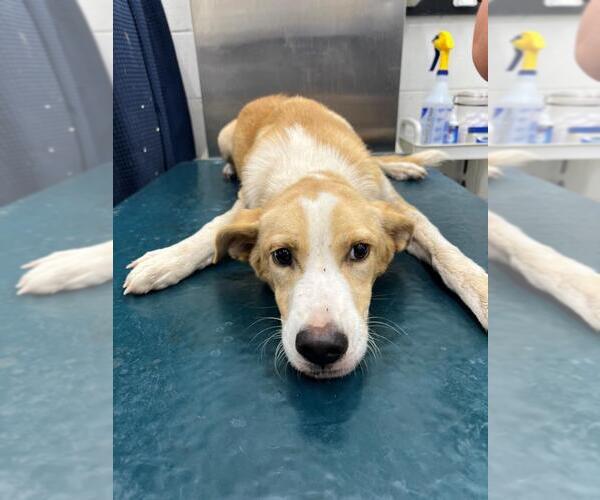 Medium Photo #1 Labrador Retriever-Unknown Mix Puppy For Sale in Mobile, AL, USA