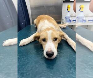 Labrador Retriever-Unknown Mix Dogs for adoption in Mobile, AL, USA