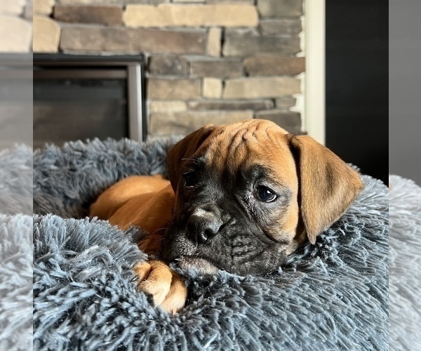Medium Photo #4 Boxer Puppy For Sale in NOBLESVILLE, IN, USA