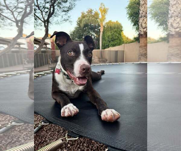 Medium Photo #2 Australian Shepherd-Staffordshire Bull Terrier Mix Puppy For Sale in Cave Creek, AZ, USA