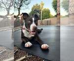 Small #1 Australian Shepherd-Staffordshire Bull Terrier Mix