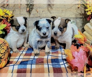 Australian Cattle Dog Puppy for sale in HUSTONVILLE, KY, USA
