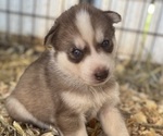 Small #1 Siberian Husky