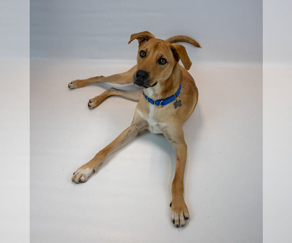 Medium Photo #2 Labrador Retriever-Unknown Mix Puppy For Sale in Kennesaw, GA, USA