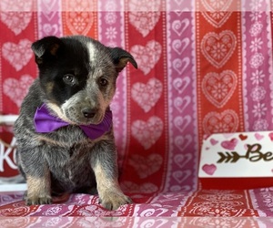 Australian Cattle Dog Puppy for sale in LANCASTER, PA, USA