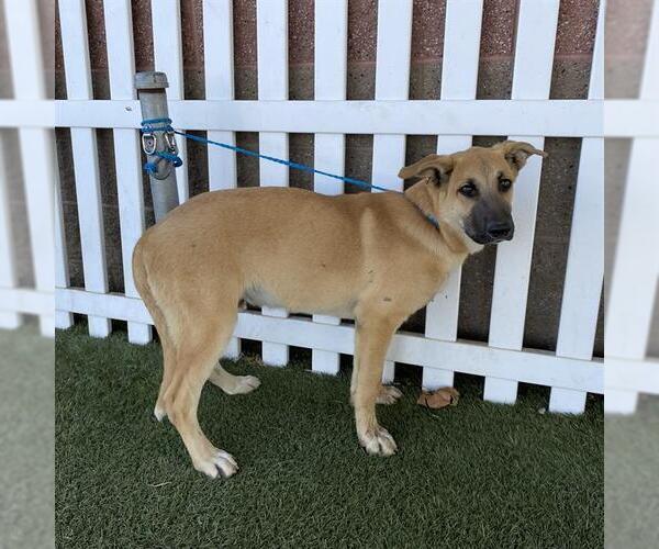 Medium Photo #1 German Shepherd Dog-Unknown Mix Puppy For Sale in Modesto, CA, USA
