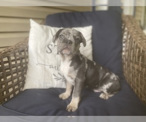 French Bulldog Puppy for sale in LANCASTER, PA, USA