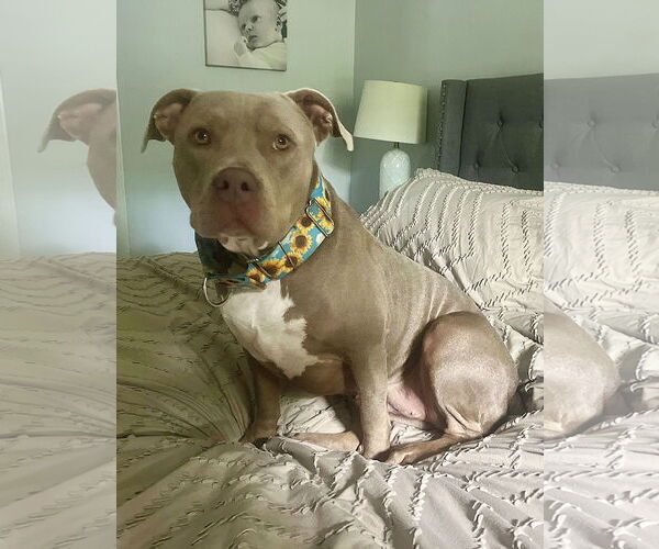 Medium Photo #1 American Staffordshire Terrier-Unknown Mix Puppy For Sale in Arlington, VA, USA