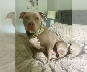 American Staffordshire Terrier-Unknown Mix Dogs for adoption in Arlington, VA, USA