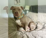 Small American Staffordshire Terrier Mix