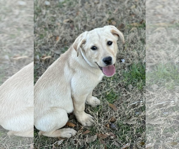 Medium Photo #1 Labrador Retriever-Retriever  Mix Puppy For Sale in Princeton, MN, USA