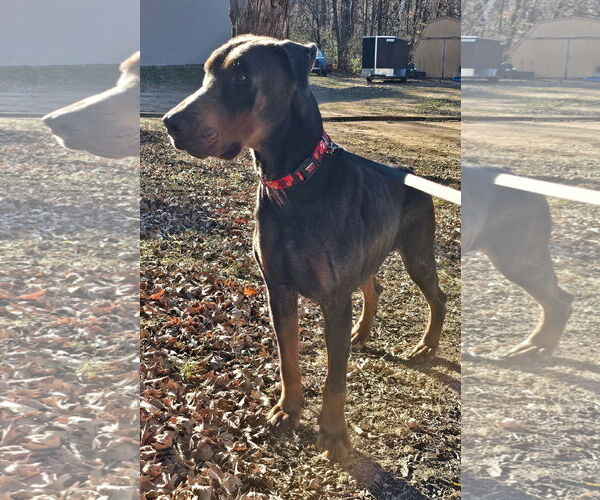 Medium Photo #4 Doberman Pinscher Puppy For Sale in Minneaoplis, MN, USA