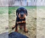 Puppy Vinnie jr Rottweiler