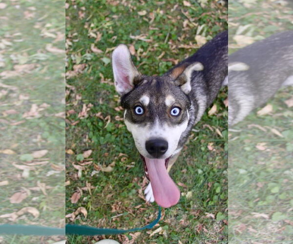 Medium Photo #7 Mutt Puppy For Sale in Brooklyn Center, MN, USA