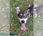 Small #6 Mutt