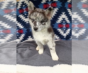 Pomsky Puppy for sale in ORANGE PARK, FL, USA