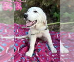 Small #5 Great Pyrenees