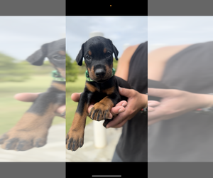 Doberman Pinscher Puppy for sale in HOMESTEAD, FL, USA
