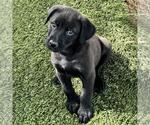 Small #2 Labrador Retriever Mix