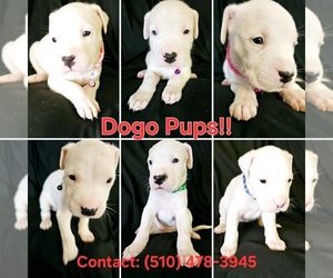 Dogo Argentino Puppy for sale in SACRAMENTO, CA, USA