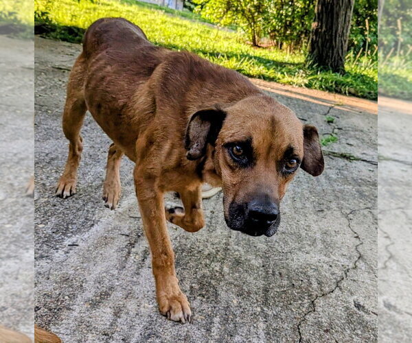 Medium Photo #1 Mutt Puppy For Sale in Vail, AZ, USA