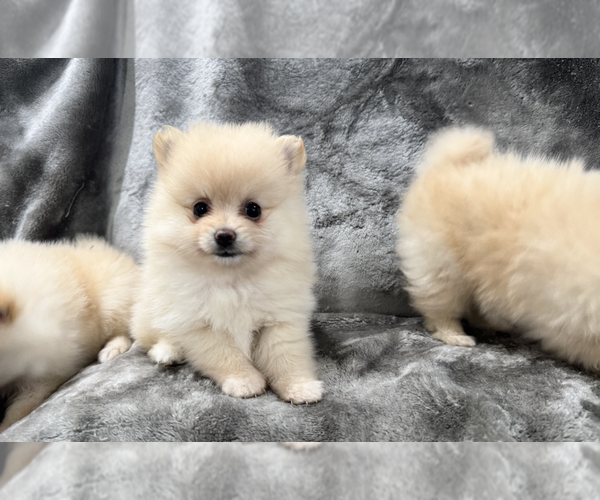 Medium Photo #3 Pomeranian Puppy For Sale in CHICAGO, IL, USA