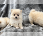 Small #2 Pomeranian