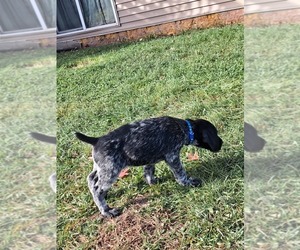 German Wirehaired Pointer Puppy for sale in ISANTI, MN, USA
