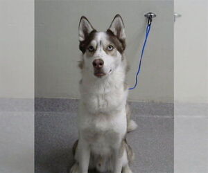 Siberian Husky-Unknown Mix Dogs for adoption in Pasadena, TX, USA