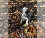 Small Photo #30 Australian Cattle Dog Puppy For Sale in OREGON HOUSE, CA, USA