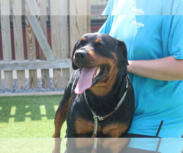 Medium Photo #4 Rottweiler Puppy For Sale in Chestertown, MD, USA