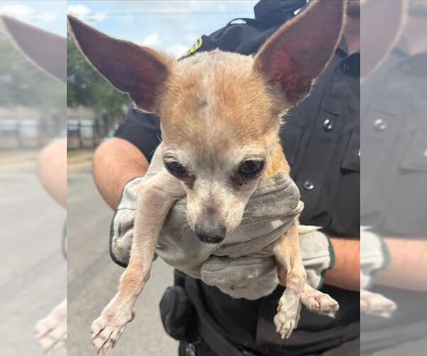 Medium Photo #1 Chihuahua-Unknown Mix Puppy For Sale in San Antonio, TX, USA
