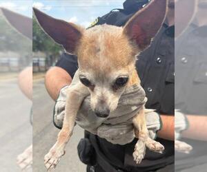 Chihuahua-Unknown Mix Dogs for adoption in San Antonio, TX, USA