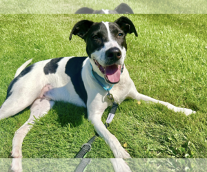 Pointer-Unknown Mix Dogs for adoption in Westwood, NJ, USA