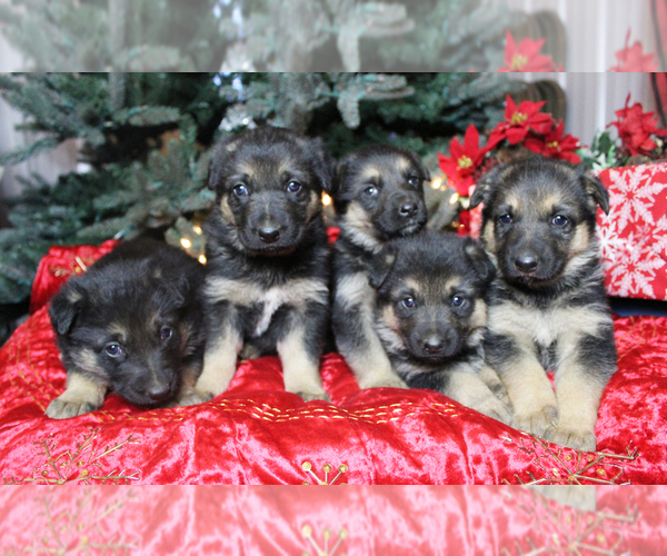 Medium Photo #5 German Shepherd Dog Puppy For Sale in LAKEVILLE, OH, USA
