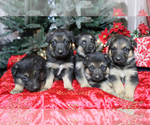 Small Photo #5 German Shepherd Dog Puppy For Sale in LAKEVILLE, OH, USA