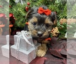 Small #2 Shorkie Tzu-Yorkshire Terrier Mix