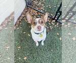 Small Jack Chi