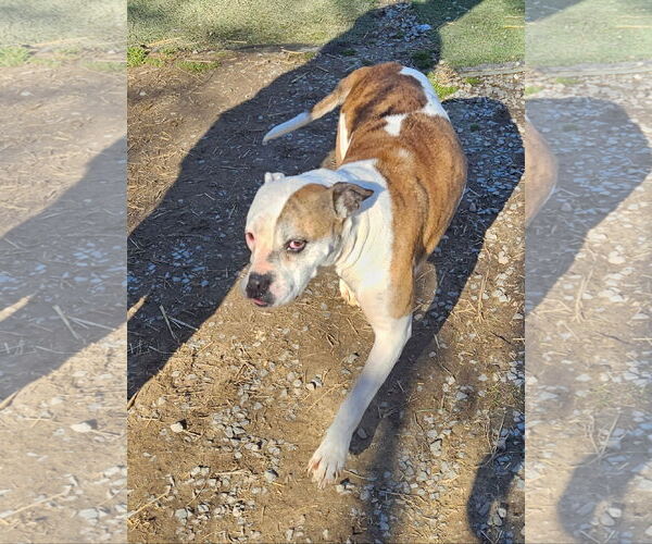 Medium Photo #3 Mutt Puppy For Sale in Tracy City, TN, USA