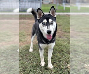 Siberian Husky Dogs for adoption in Riverside, CA, USA