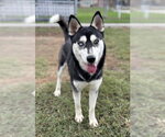 EVEREST - Female Siberian Husky Dog for Adoption - Small photo