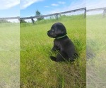 Small #1 Labrador Retriever