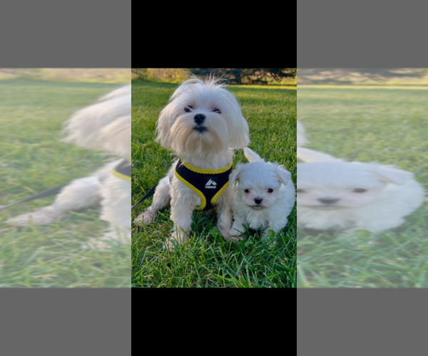 Medium Photo #2 Maltese Puppy For Sale in NILES, MI, USA
