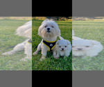 Litter of 2 - Female MalteseLitter of Puppies for Sale - Photo #2