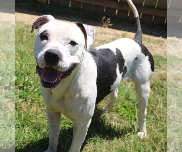 Medium Photo #2 American Bulldog Puppy For Sale in Jackson, MS, USA