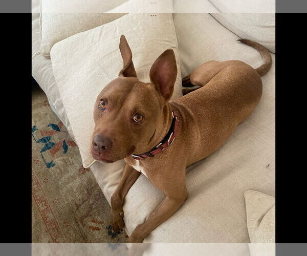 Medium Photo #5 American Pit Bull Terrier-Italian Greyhound Mix Puppy For Sale in Elmsford, NY, USA